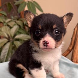 Sweetie - Black and tan female Pembroke Welsh Corgi puppy in Lake City, Minnesota from Lake Pepin Corgi's