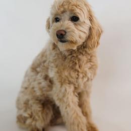 Vizzini - Cream male Goldendoodle puppy in Pleasant Grove, Utah from Canterbury Canines