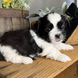 Boy 1 - Black and white male Shih Tzu puppy in Lexington, North Carolina from SCS Shih Tzus