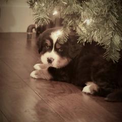 Bernese Mountain Dog Puppies from Willow Tree Berners