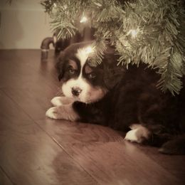 Bernese Mountain Dog Puppies from Willow Tree Berners