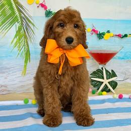 Gracie's Orange Boy - Red  male Goldendoodle puppy in Kountze, Texas from Texas Doodles LLC