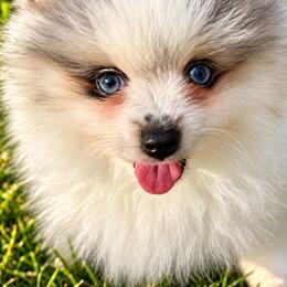 Blue Merle Parti - Blue merle male Pomeranian puppy in Bourbonnais, Illinois from T & D Poms