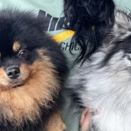 Pomeranians from Madhousebullies llc