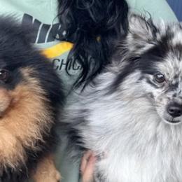 Pomeranians from Madhousebullies llc