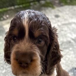 Espresso - Liver white and roan male English Springer Spaniel puppy in Billings, Montana from M&M Fuzzy Bottom Friends