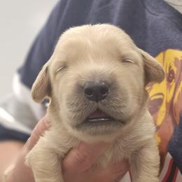 Ms. Pink - Light golden female Golden Retriever puppy in Mocksville, North Carolina from Hunting Creek Kennels & Farm