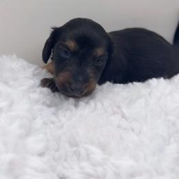 Boy 3 - Blue and tan male Dachshund puppy in Bakersfield, California from KC Doxies