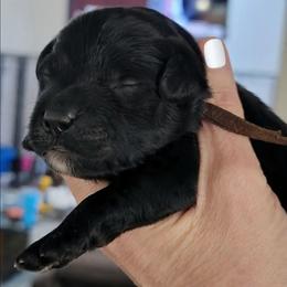 Brown - Black male Goldendoodle puppy in Byron, Georgia from Southern Olive Doodles 🫒