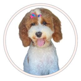Darcy - Goldendoodle