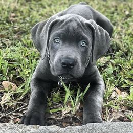 Cane Corso from Nephlim Corsos