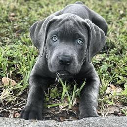 Cane Corso from Nephlim Corsos