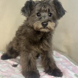 Miniature Schnauzer and Poodle Puppies from LR&R Dog Co.