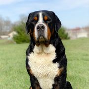 Greater Swiss Mountain Dog All Grown Up from Cherished Greater Swiss Mountain Dogs