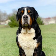 Greater Swiss Mountain Dog All Grown Up from Cherished Greater Swiss Mountain Dogs