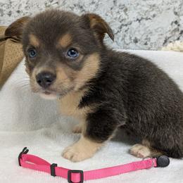Girl 1 - Blue female Pembroke Welsh Corgi puppy in Lufkin, Texas from Wartooth Cowdogs