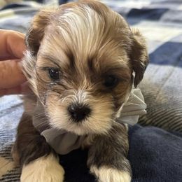 Lhasa Apsos from Lhasa Loves by the Stewarts
