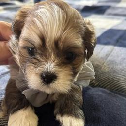 Lhasa Apsos from Lhasa Loves by the Stewarts