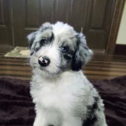 Bordoodle Puppies from Brisby Bordoodles
