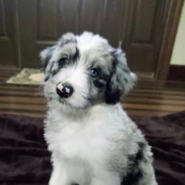Bordoodle Puppies from Brisby Bordoodles
