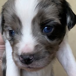 Miniature Australian Shepherd and Toy Australian Shepherd Puppies from Pawesome Lil Aussies