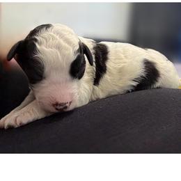 Spike - Black and white male Bernedoodle puppy in Willacoochee, Georgia from Kitandkboodle's Doodles