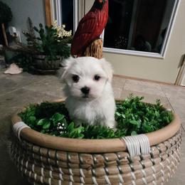 Lennox - White male Maltese puppy in Ludington, Michigan from OT Maltese & Co