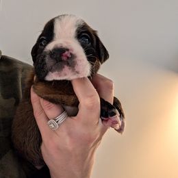 Opal (cleft lip) - Fawn female Boxer puppy in Wellington, Ohio from Brinkhaven Boxers