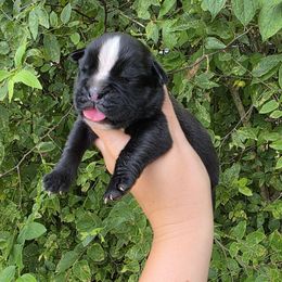 Justice - Brindle female Boxer puppy in Billings, Missouri from Azaleas Euro Boxers & Boston Terriers