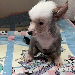 Chihuahua and Chinese Crested Puppies from Western Kentucky Chihuahua’s and Chinese Crested’s