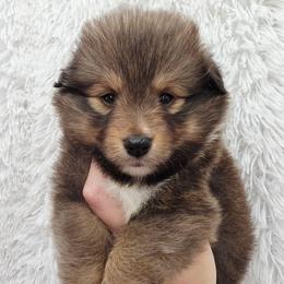 Rome - Sable and white male Shetland Sheepdog puppy in Central City, Kentucky from Hope's Heart Shelties
