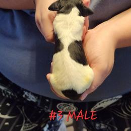 Major - Black and white male English Springer Spaniel puppy in Craig, Nebraska from Fur & Feathers Kennel