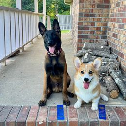 Belgian Malinois Puppies from Fromage Malinois