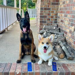 Belgian Malinois Puppies from Fromage Malinois