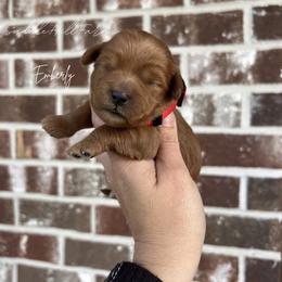 Emberly - Red  female Goldendoodle puppy in Rienzi, Mississippi from Saddle Hill Farms