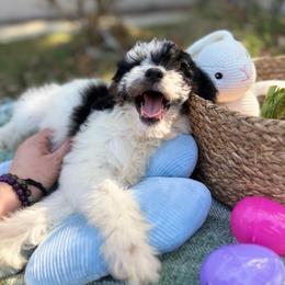 Carol - Parti female Goldendoodle puppy in Jacksonville, Florida from Dandelion Doodles