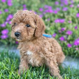 Theodore (Teddy) - Red  male Poodle puppy in Herriman, Utah from Shaggy Mountain Pups LLC