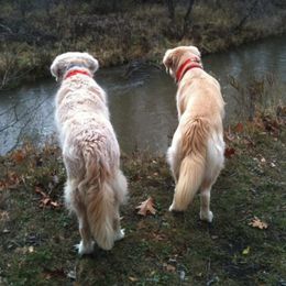 Golden Retriever All Grown Up from Sue Gamble's Golden Retrievers