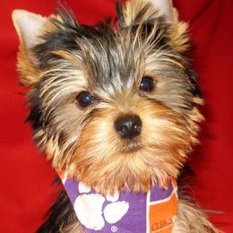 Yorkshire Terriers from Laurel Gables