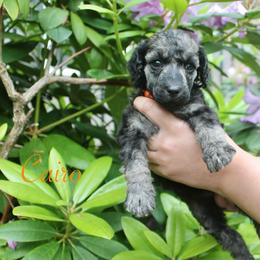 Cairo - Sable female Poodle puppy in Eugene, Oregon from Mount Zion Kennels