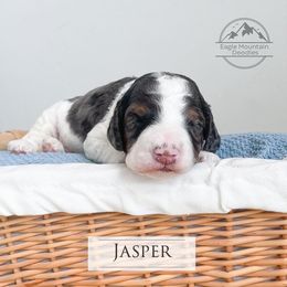 Goldendoodle Puppies from Eagle Mountain Doodles