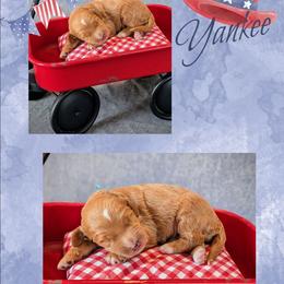 Yankee - Apricot male Goldendoodle puppy in Coarsegold, California from Hobbit Hollow Acres