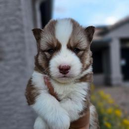 Twice - Red and white male Siberian Husky puppy in Buckeye, Arizona from Anime Huskies
