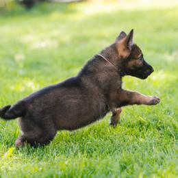 German Shepherd Puppies from Faoladh German Shepherds