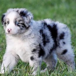 Australian Shepherd and Miniature Australian Shepherd Puppies from CY Ranch Aussies