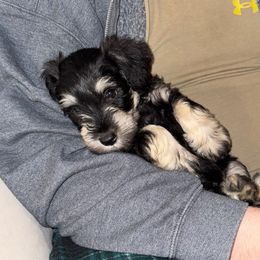 Winston - Black and silver male Miniature Schnauzer puppy in Akeley, Minnesota from Great Northern Schnauzers