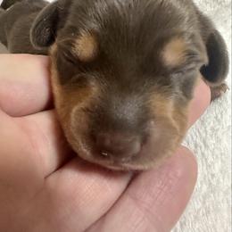 Huey - Chocolate and cream male Dachshund puppy in Memphis, Tennessee from River City Doxies