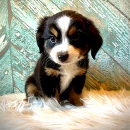 Cowboy - Black tri male Miniature Australian Shepherd puppy in Opelika, Alabama from Haden’s Mini Aussies