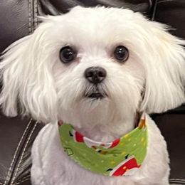 Maltese from A Town Maltese