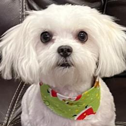 Maltese from A Town Maltese